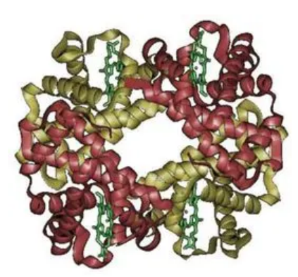 fitc-转铁蛋白  异硫氰酸荧光素标记人转铁蛋白(Transferrin)