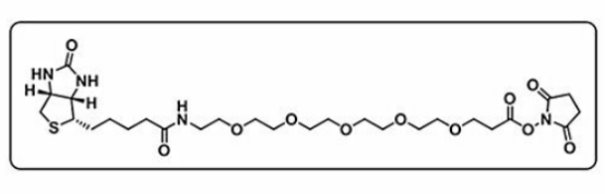 Biotin-PEG5-NHS ester 生物素五聚乙二醇活性酯