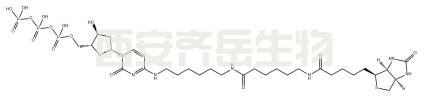 BIOTIN-14-DCTP  